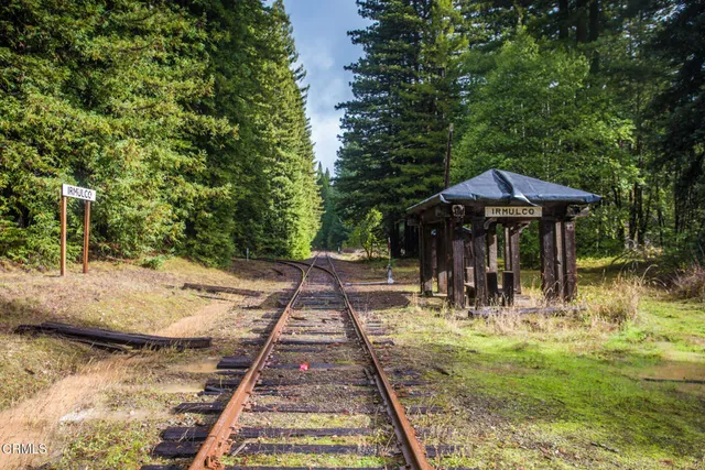 a view of a forest with trees in the background