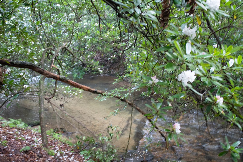 1990 Big Creek Road Cherry Log, GA 30522 - Photo 39 of 48 a view of a tree in a garden