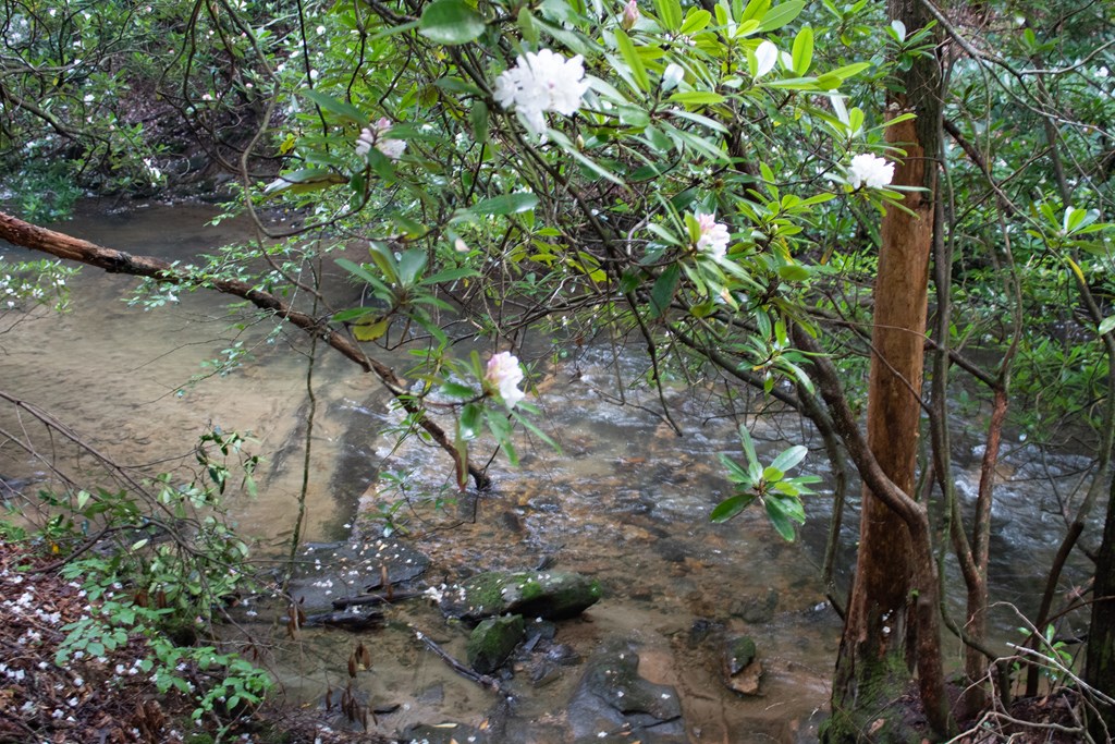 1990 Big Creek Road Cherry Log, GA 30522 - Photo 40 of 48