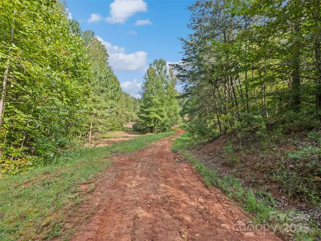 a view of a yard with plants and a small trees