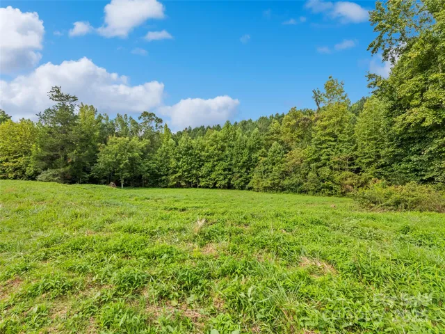 a view of a big yard with plants and large trees