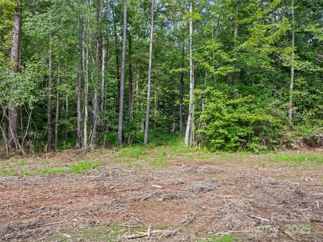 a view of a forest with trees in the background