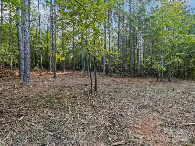 a view of a forest with trees in the background