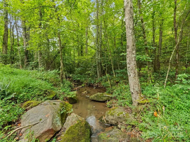 a view of a garden with plants