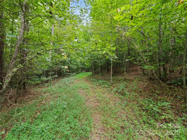 a view of a lush green forest with lots of tall trees