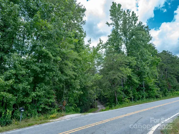 a view of a forest with trees in the background