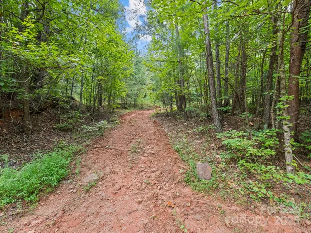 a view of a yard with plants and a trees