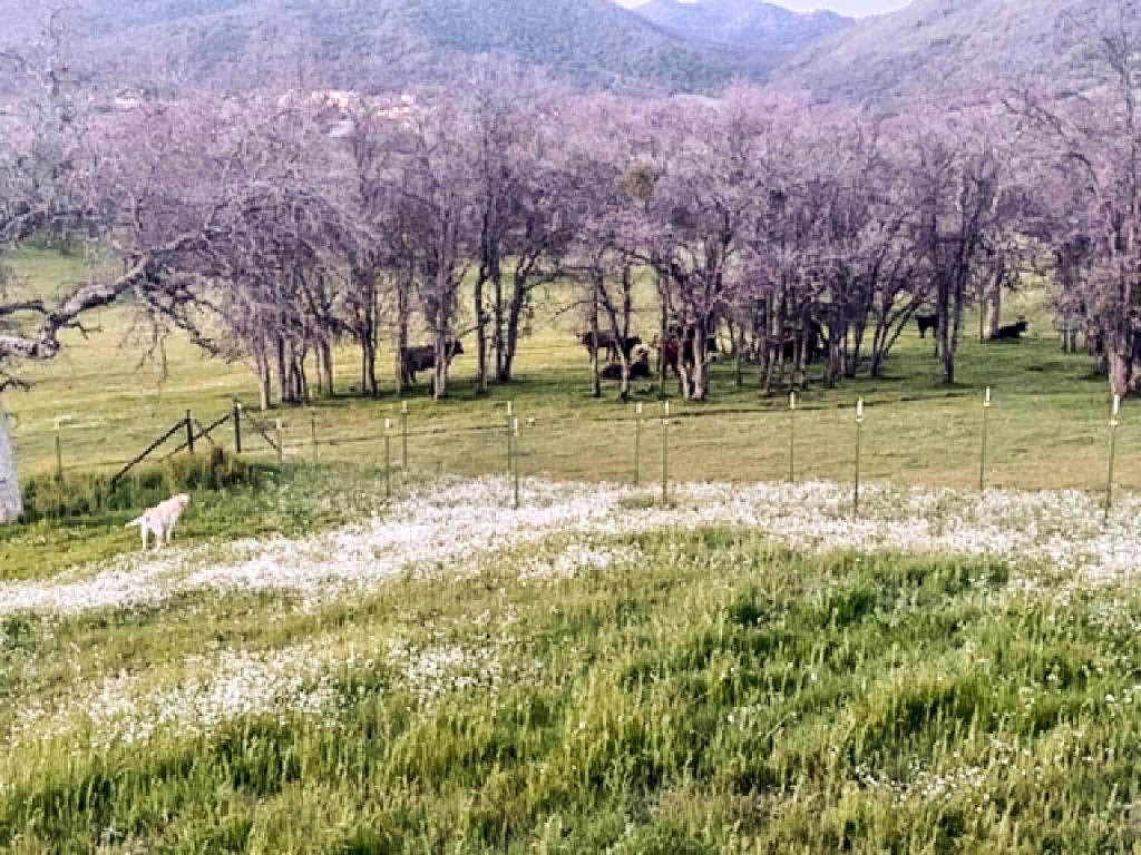 39950 Millwood Road Dunlap, CA 93621 - Photo 8 of 72 Gallery Image 8
