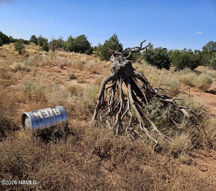 4342 Lasso Loop Williams, AZ 86046 - Photo 24 of 25 a view of a dry yard with trees