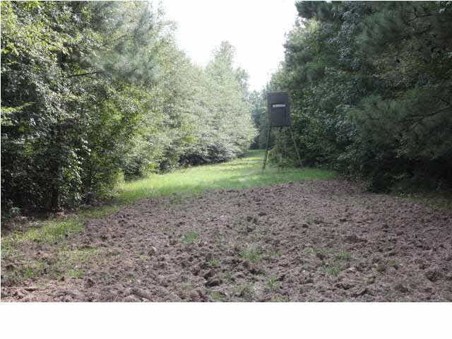0 Sunset Road Wesson, MS 39191 - Photo 3 of 5 Food Plot
