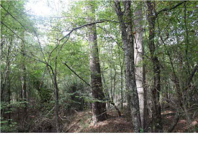 0 Sunset Road Wesson, MS 39191 - Photo 5 of 5 Mixed Timber