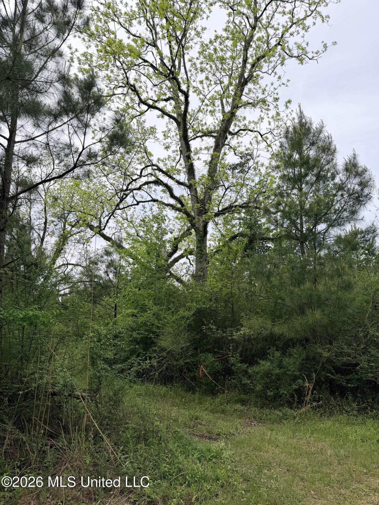 Chathaw Path Smithdale, MS 39664 - Photo 15 of 42 IMG_4947
