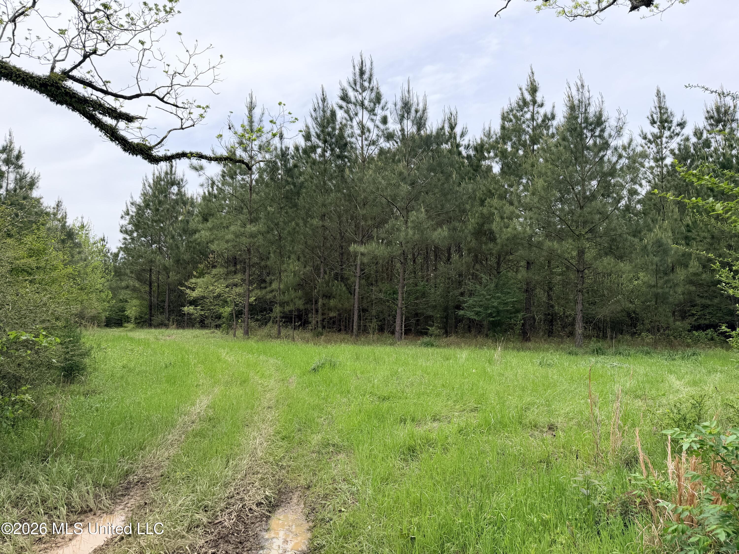 Chathaw Path Smithdale, MS 39664 - Photo 24 of 42 IMG_4950 (1)