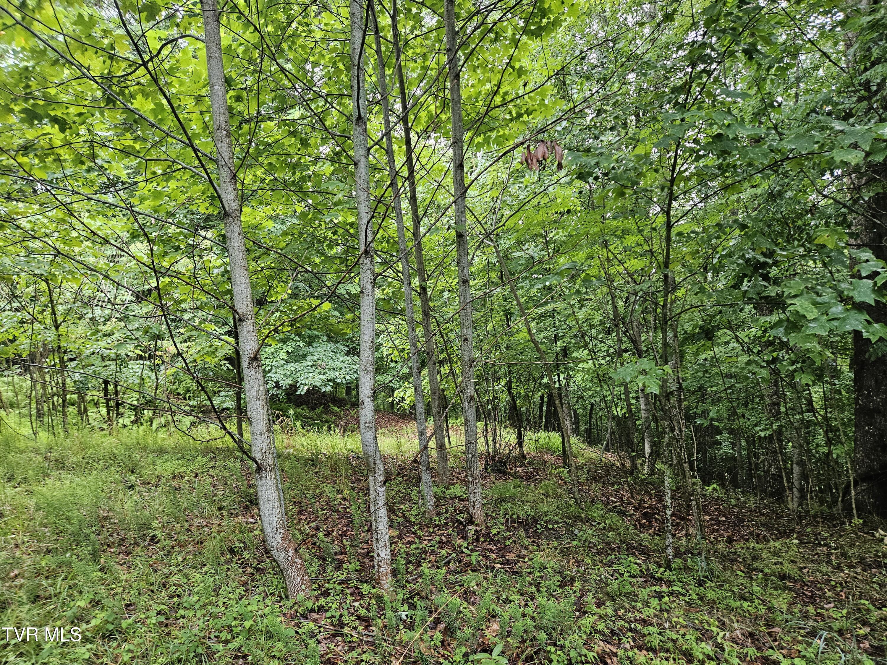 Tbd Jaybird Branch Road Coeburn, VA 24230 - Photo 9 of 16 20260722_180427