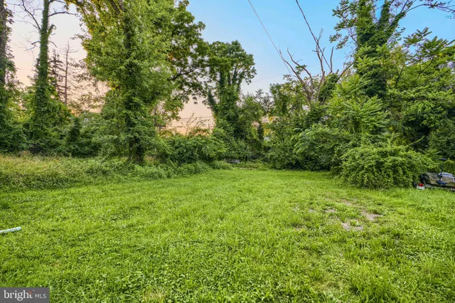 a view of a yard with plants and a tree