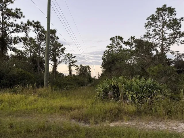 a view of a forest filled with trees