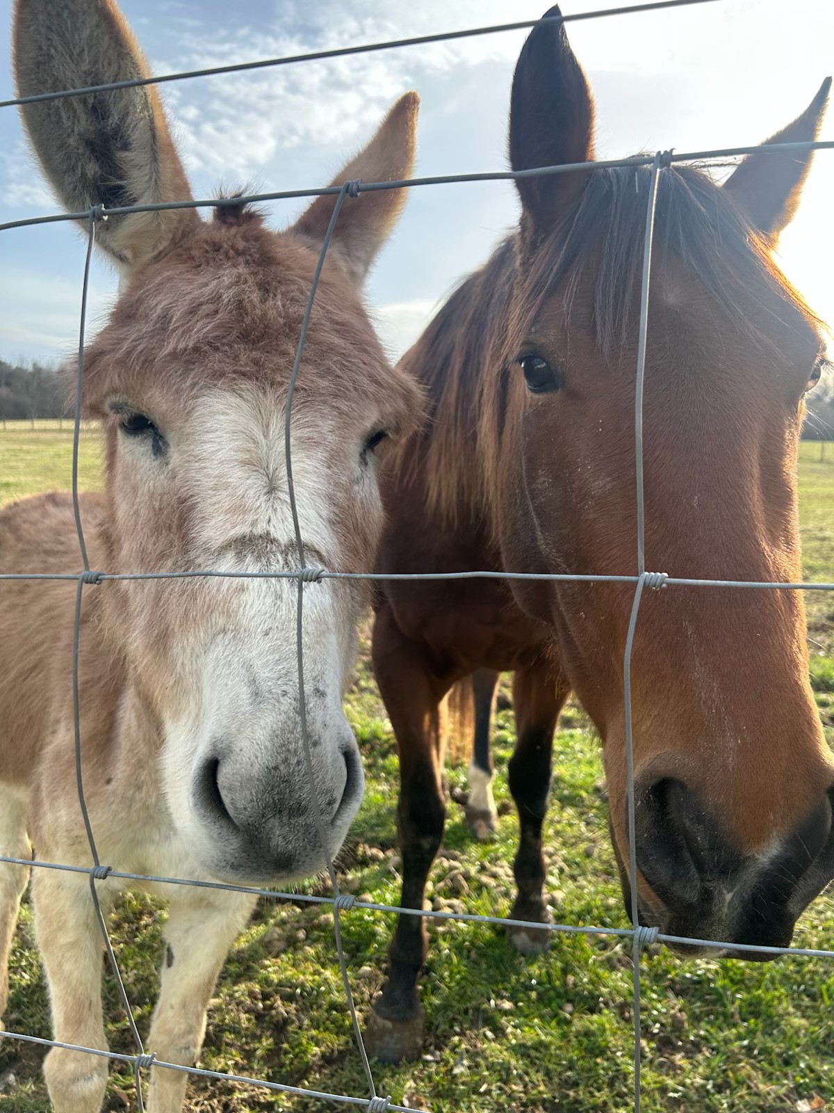 1387 Floyd Road Eagleville, TN 37060 - Photo 96 of 100