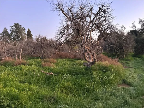 a view of a lush green space