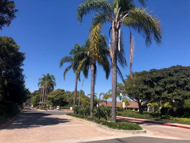 a view of a palm trees