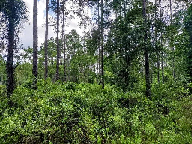 a view of a forest with trees