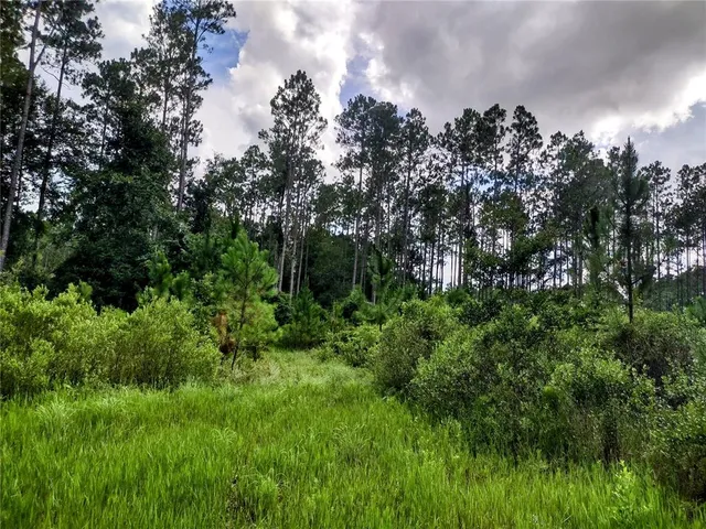 a view of a lush green forest with lots of trees