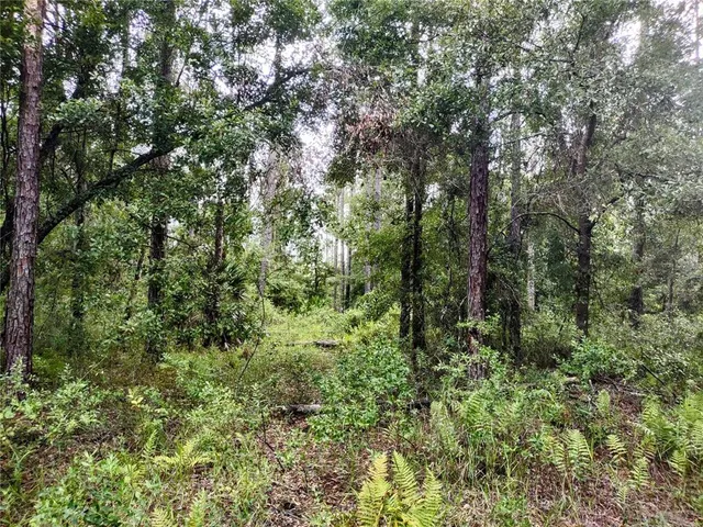 a view of a lush green forest