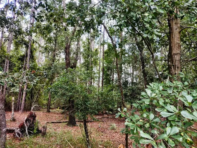 a view of a forest with trees in front of it