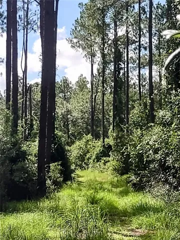 a plant view in yard