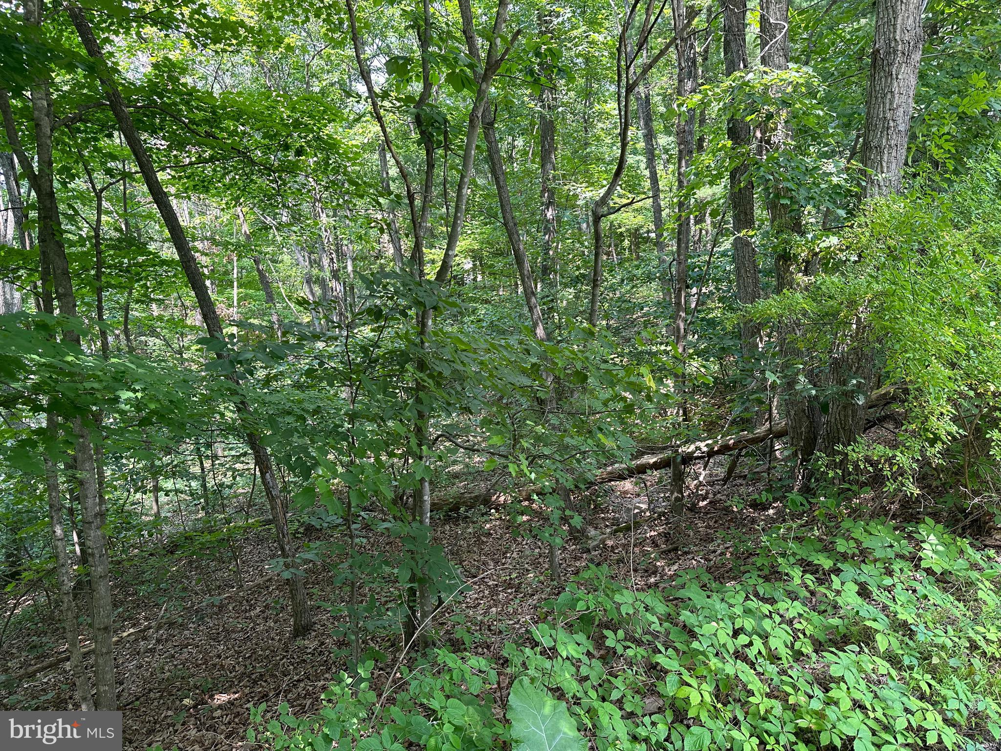 61 Elk Road Mount Jackson, VA 22842 - Photo 2 of 4