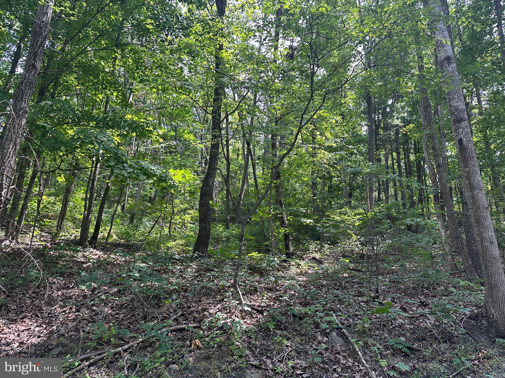 61 Elk Road Mount Jackson, VA 22842 - Photo 3 of 4