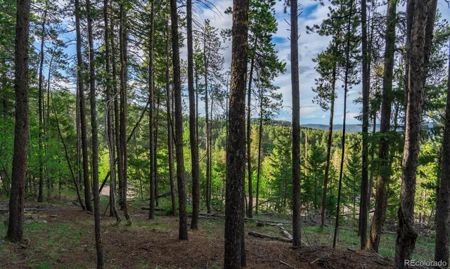 a plant view in yard