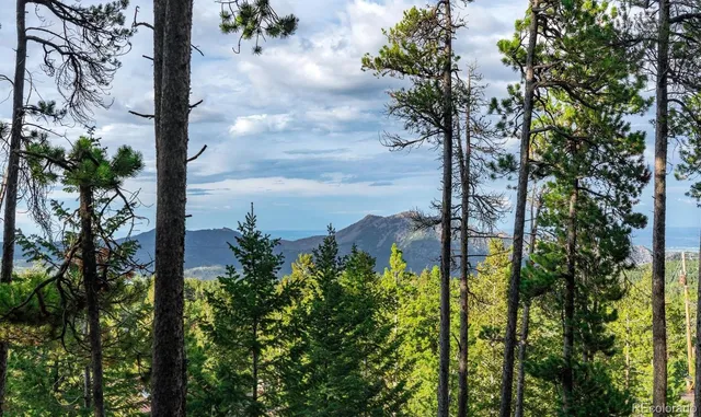a view of a garden with a tree