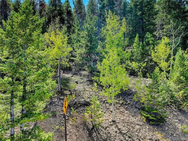 a view of a lush green forest