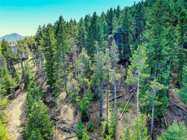 a view of a bunch of trees