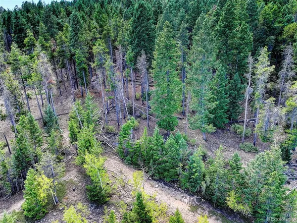 a view of a large trees