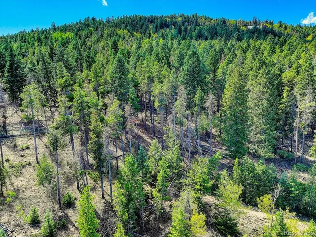 a view of a lush green forest with large trees