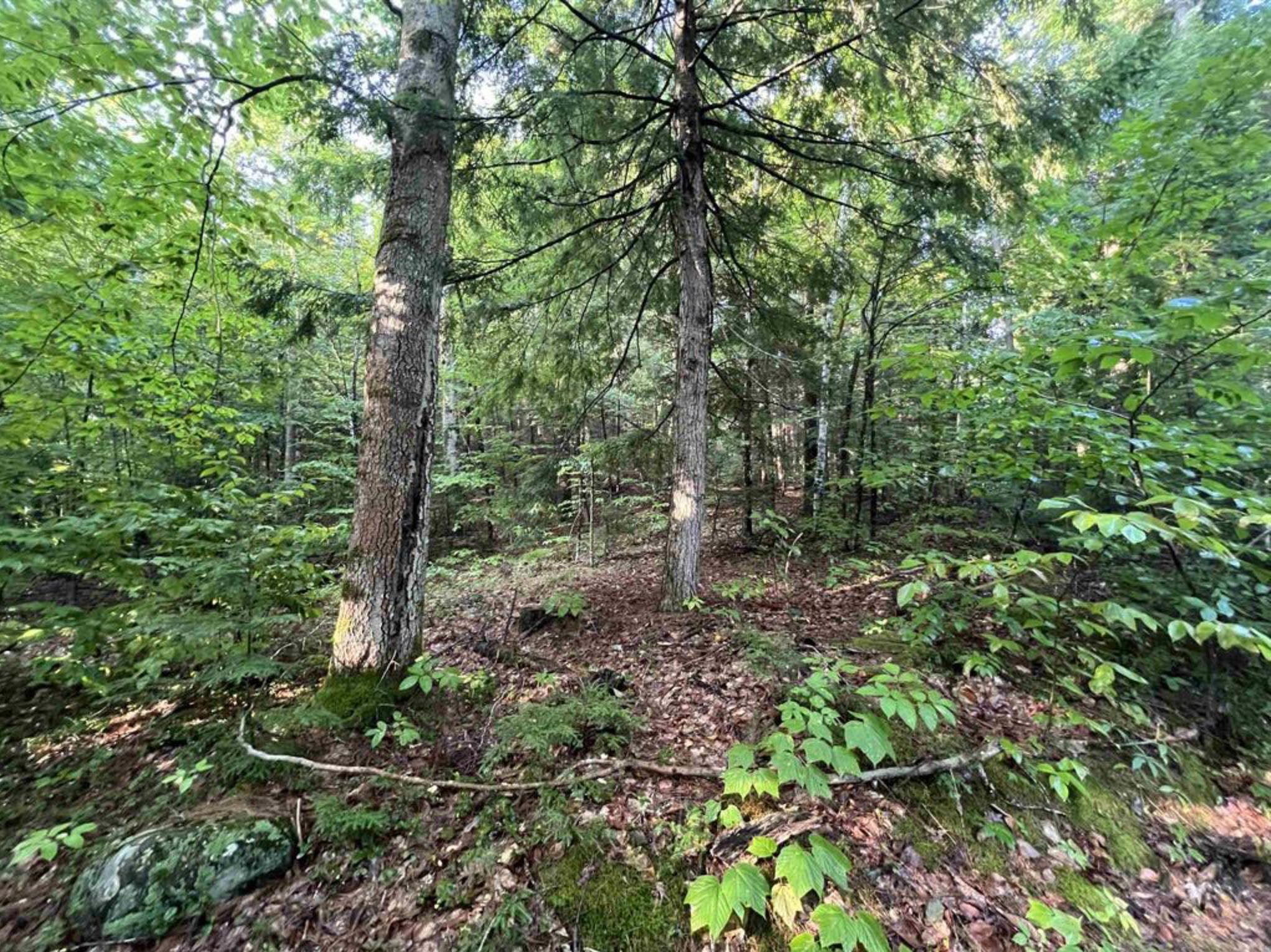 38 Chadwick Hill Road Webster, NH 03303 - Photo 16 of 20