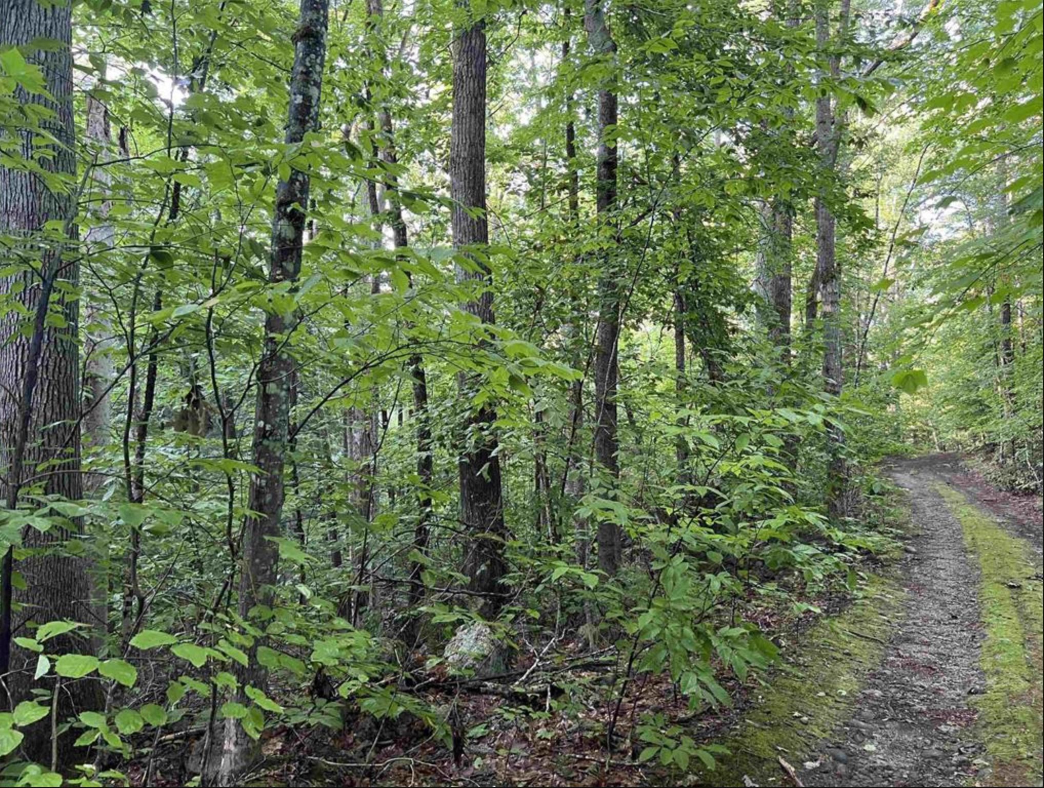 38 Chadwick Hill Road Webster, NH 03303 - Photo 10 of 20