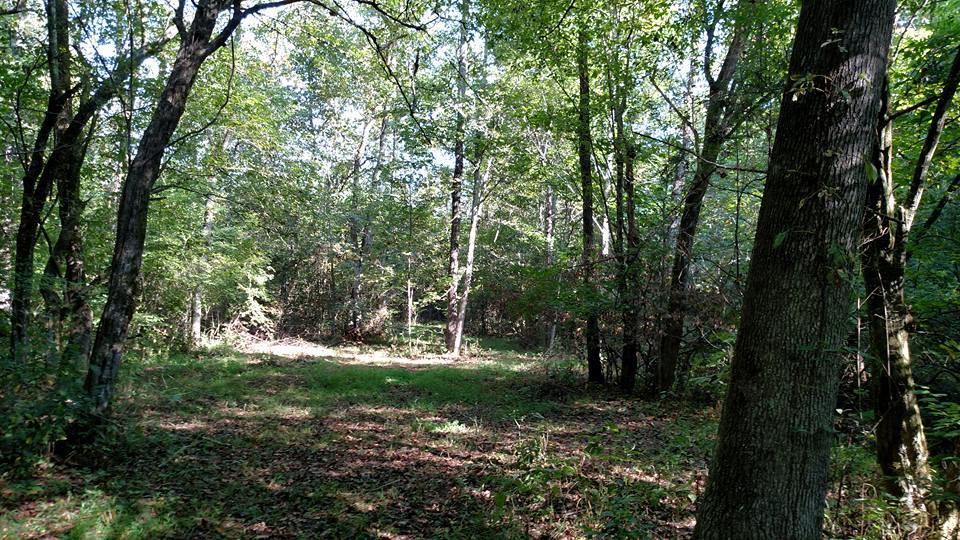 0 South Old Military Road Loretto, TN 38469 - Photo 3 of 10 a view of outdoor space with trees all around