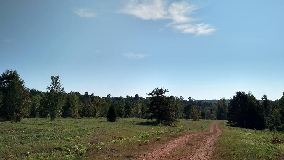 0 South Old Military Road Loretto, TN 38469 - Photo 8 of 10 a view of a grassy field