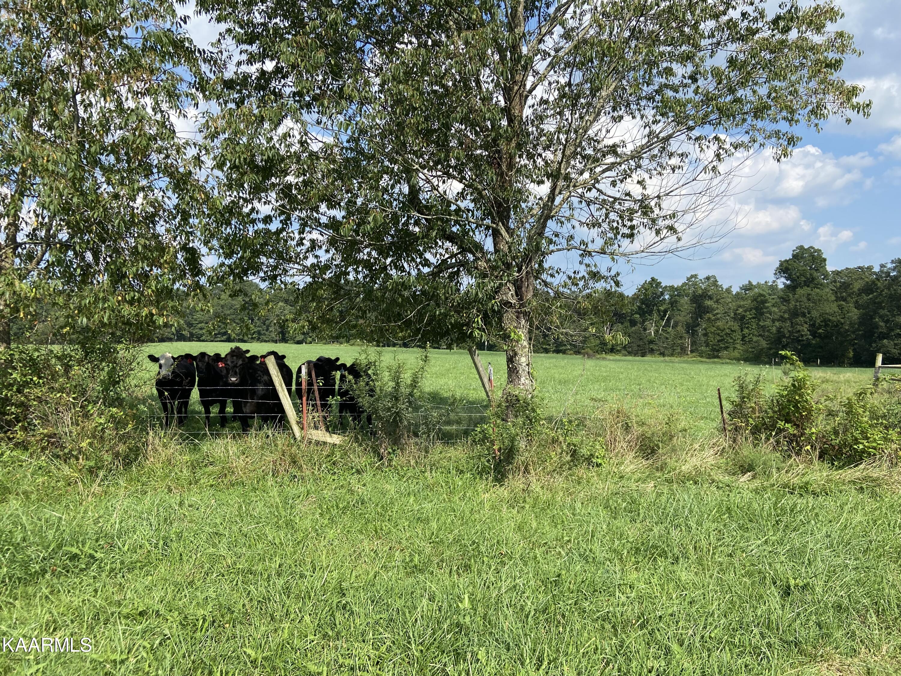 North Twin Bridge Road Deer Lodge, TN 37726 - Photo 32 of 33 cows
