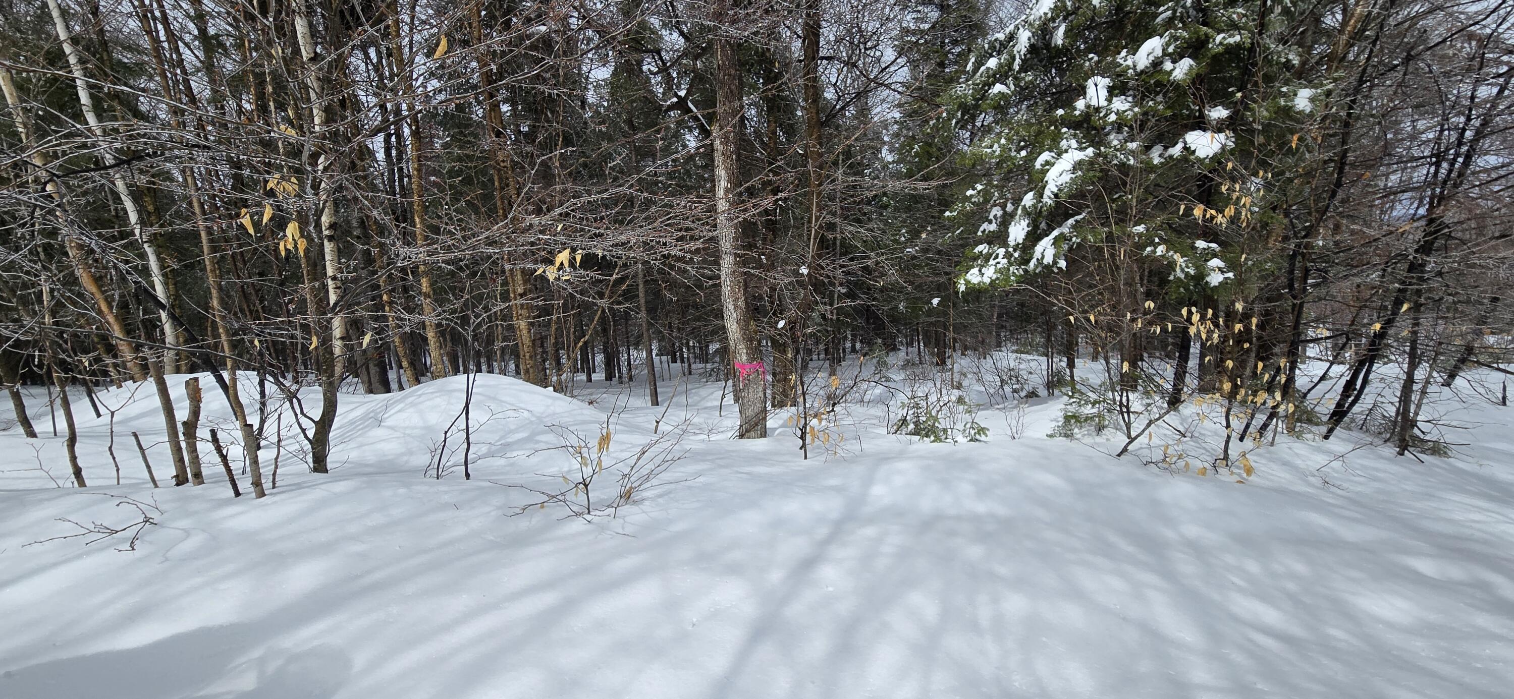 Map31 Map31 Lot12 St. David, ME 04773 - Photo 15 of 35 20260404_140001