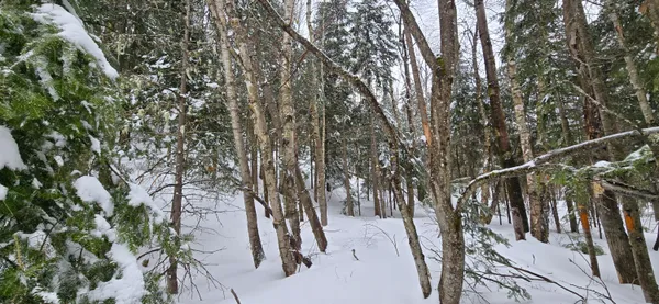 $79,000 | Map31 Map31 Lot12, St. David, ME 04773