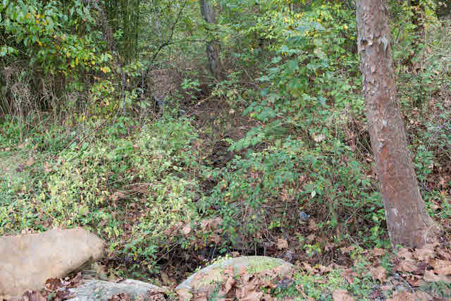 10453 Allman Road Dayton, VA 22821 - Photo 6 of 9 a view of a tree in a yard