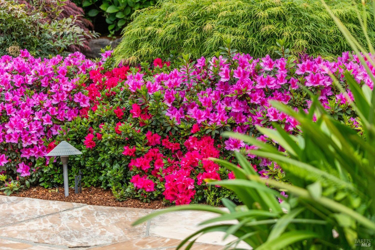 533 Pine Crest Road Mill Valley, CA 94941 - Photo 6 of 99