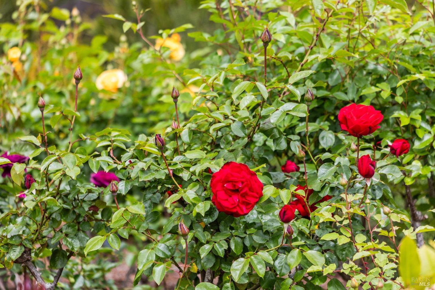 533 Pine Crest Road Mill Valley, CA 94941 - Photo 65 of 99