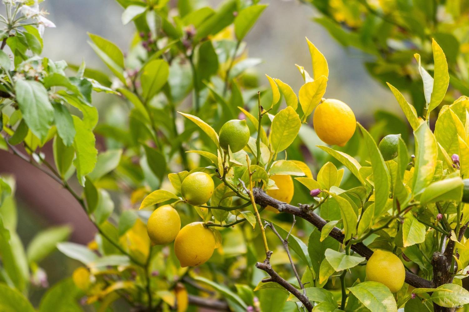 533 Pine Crest Road Mill Valley, CA 94941 - Photo 68 of 99