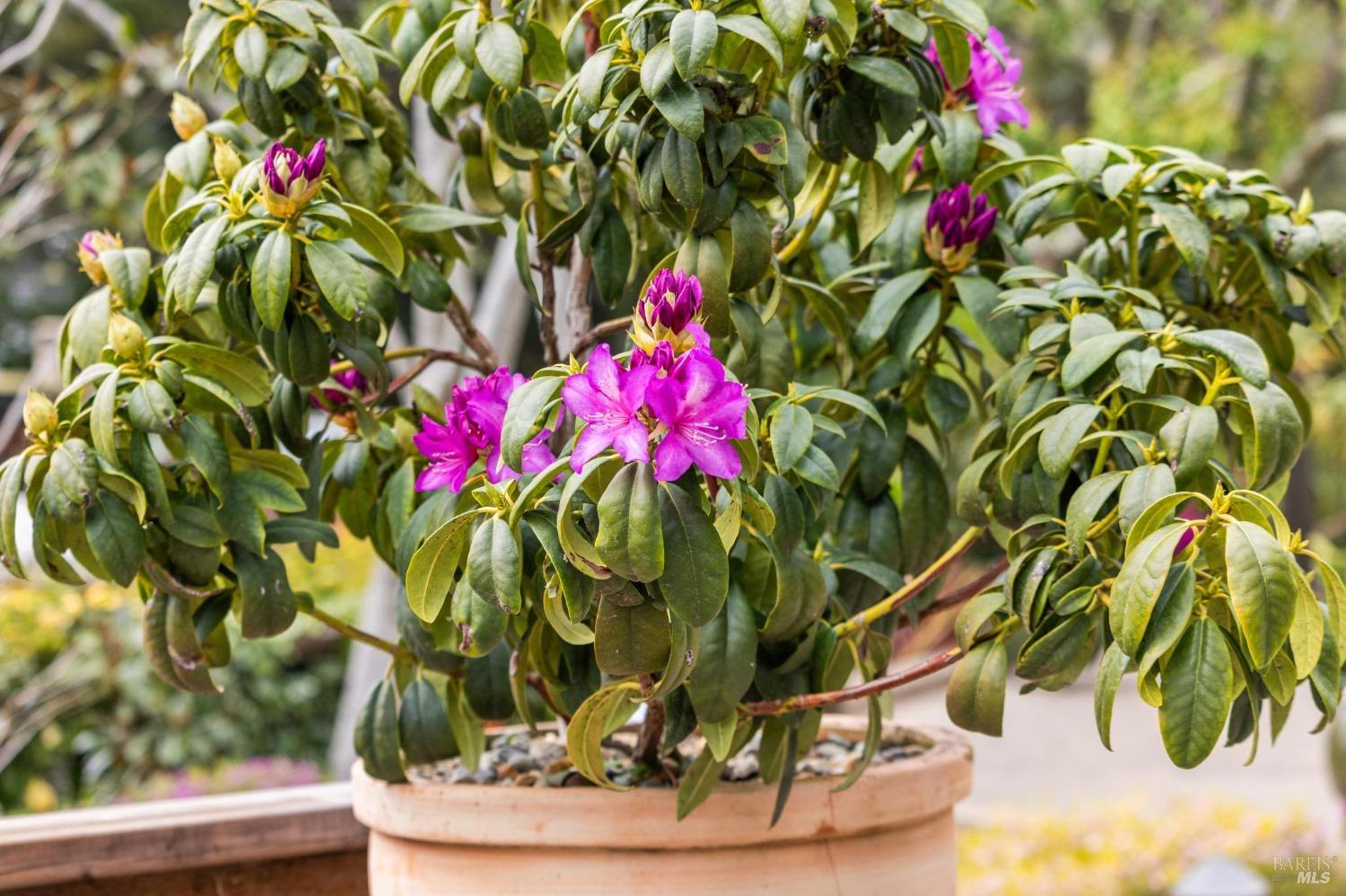 533 Pine Crest Road Mill Valley, CA 94941 - Photo 69 of 99