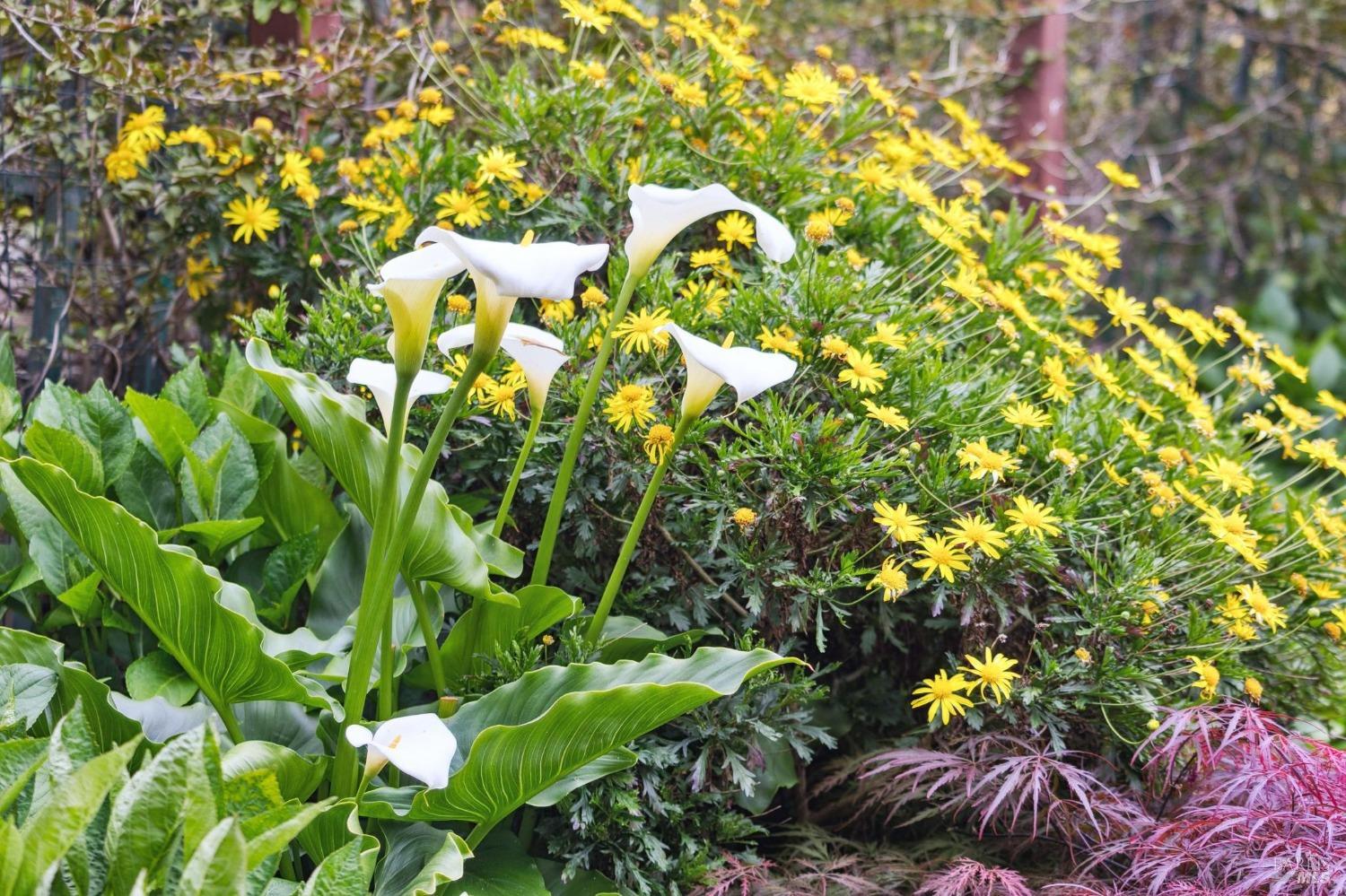 533 Pine Crest Road Mill Valley, CA 94941 - Photo 75 of 99