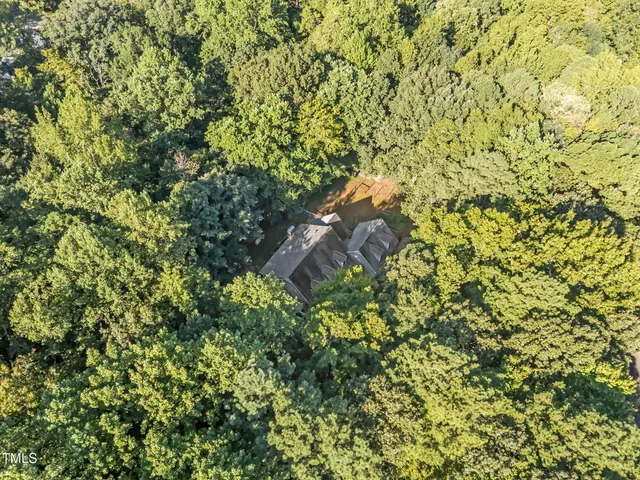 a close up of a plant in a garden